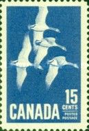 Canada Goose (Branta canadensis)