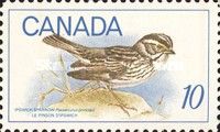 Ipswich Sparrow (Passerculus princeps)