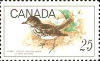 Hermit Thrush (Hylocichla guttata)