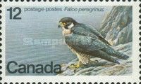 Endangered Wildlife : Peregrine Falcon (Falco peregrinus).