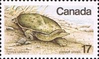 Eastern Spiny Softshell Turtle (Trionyx spinifera)