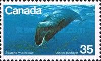 Bowhead Whale (Balaena mysticetus)