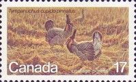 Greater Prairie Chicken (Tympanuchus cupido pinnatus)