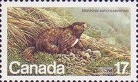 Vancouver Island Marmot (Marmota vancouverensis)