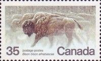 Wood Bison (Bison bison athabascae)