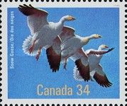 Snow Goose (Anser caerulescens) 