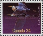Great Blue Heron (Ardea herodias)