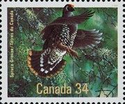 Spruce Grouse (Canachites canadensis)