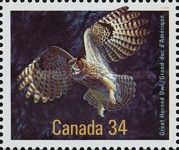 Great Horned Owl (Bubo virginianus)
