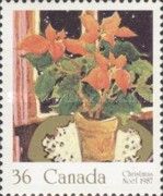 Poinsettia