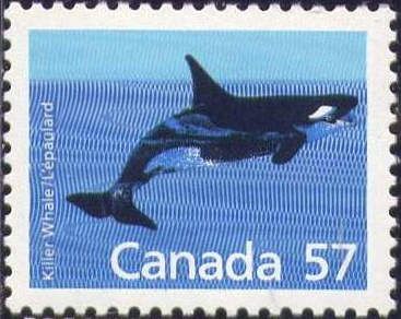 Killer Whale (Orcinus orca)