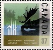 Moose Feeding in Marsh