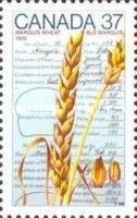 Marquis Wheat, 1909