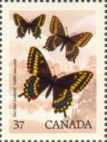 Short-tailed Swallowtail (Papilio brevicauda)
