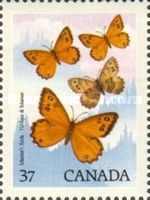 Macoun's Arctic (Oeneis macounii)