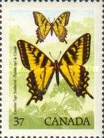 Canadian Tiger Swallowtail (Papilio glaucas canadensis)
