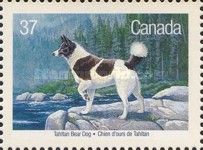 Tahltan Bear Dog (Canis lupus familiaris)