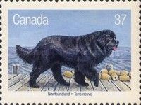 Newfoundland Dog (Canis lupus familiaris)