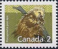 North American Porcupine (Erethizon dorsatum)