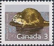 Muskrat (Ondatra zibethicus)