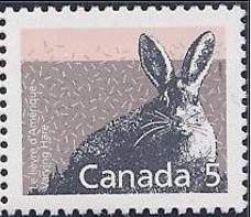 Snowshoe Hare (Lepus americanus)