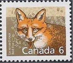 Red Fox (Vulpes vulpes)