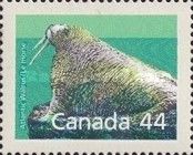 Walrus (Odobenus rosmarus)
