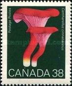 Red Chanterelle (Cantharellus cinnabarinus)