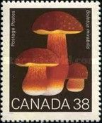 Admirable Boletus (Boletus mirabilis)