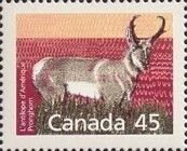 Pronghorn (Antilocapra americana) 