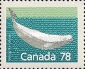 Beluga (Delphinapterus leucas)