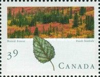 Boreal Forest