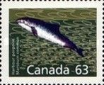 Harbour Porpoise (Phocoena phocoena)