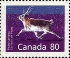 Peary Caribou (Rangifer tarandus pearyi)