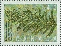 Archaeopteris halliana