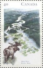 Main River, Moose (Alces alces)