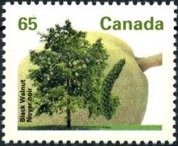 Black Walnut