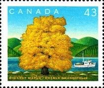 Bigleaf Maple