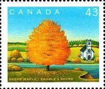Sugar Maple