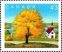 Silver Maple