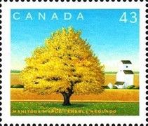 Manitoba Maple