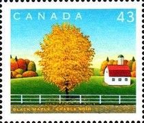 Black Maple