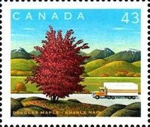 Douglas Maple