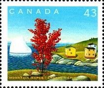 Mountain Maple
