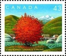 Vine Maple