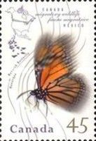Monarch Butterfly (Danaus plexippus)