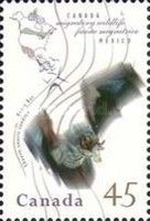 Northern Hoary Bat (Lasiurus cinereus)