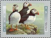Atlantic Puffin (Fratercula arctica)
