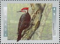 Pileated Woodpecker (Dryocopus pileatus)