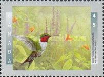 Ruby-throated Hummingbird (Archilochus colubris)